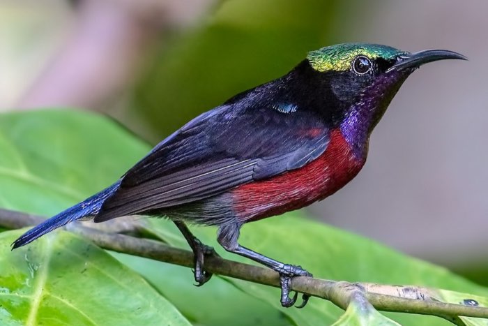 1-2 maroon belied sun bird