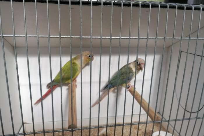 pyrrhura