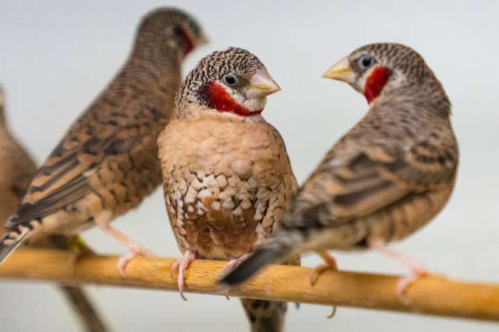 rare finches