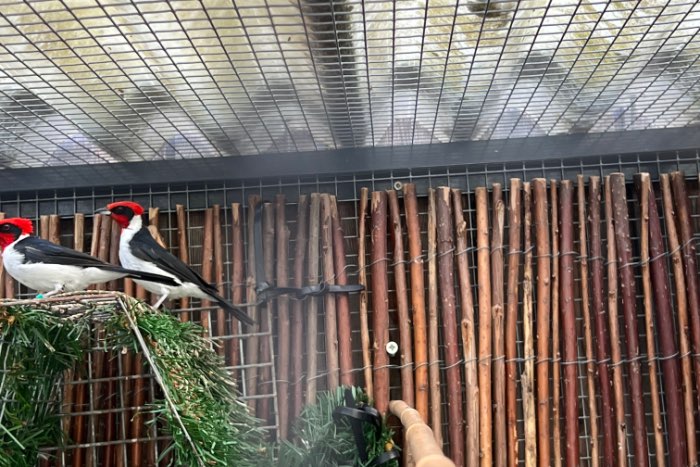 kweek koppel masker kardinalen