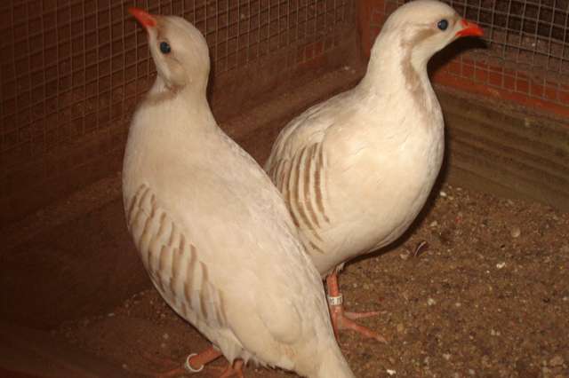 witte satine chukar patrijs