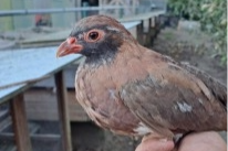 zwartkop roodpoot patrijs