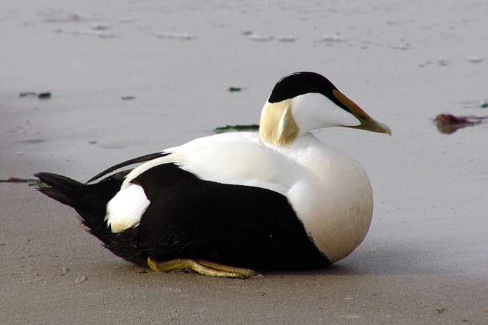common eider
