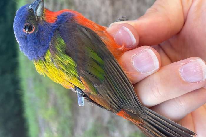 passerina ciris