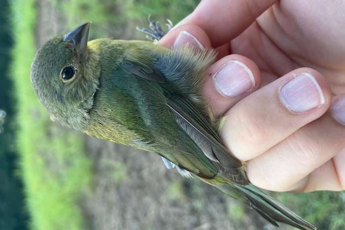passerina ciris