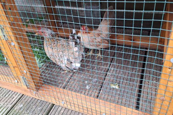 serama kippen