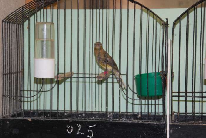 raza espagnola