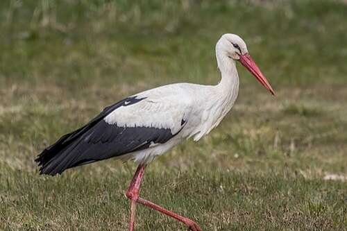 ciconia ciconia