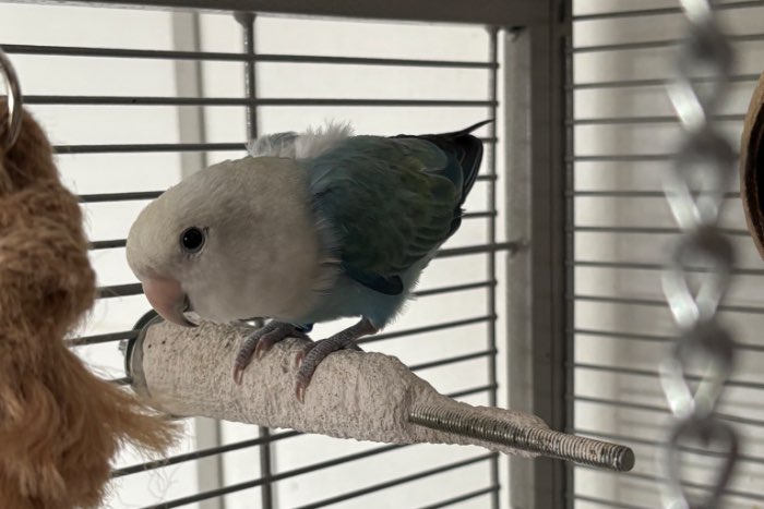 twee roseicollis mannen zoeken een nieuw huis