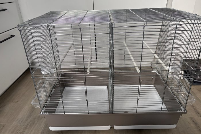 twee roseicollis mannen zoeken een nieuw huis