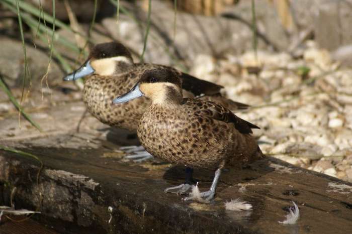 siereenden