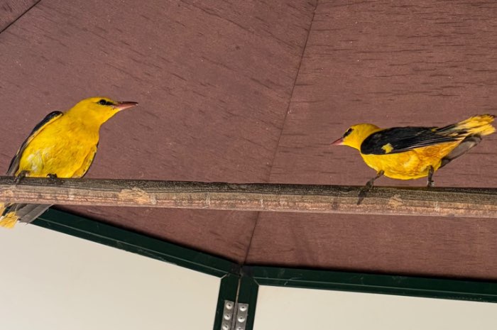 koppel indische wielewaal