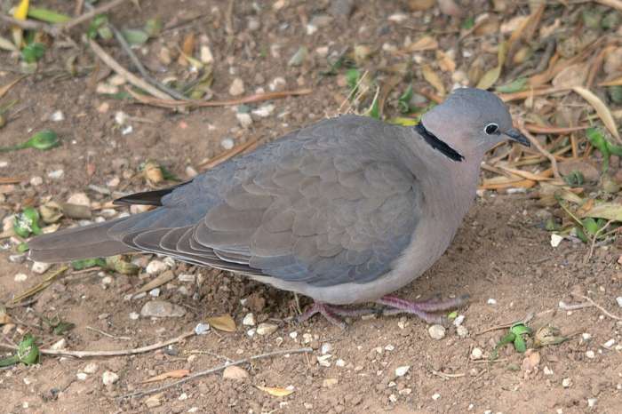 recherche tourterelle du cap ( streptopelia capicola)