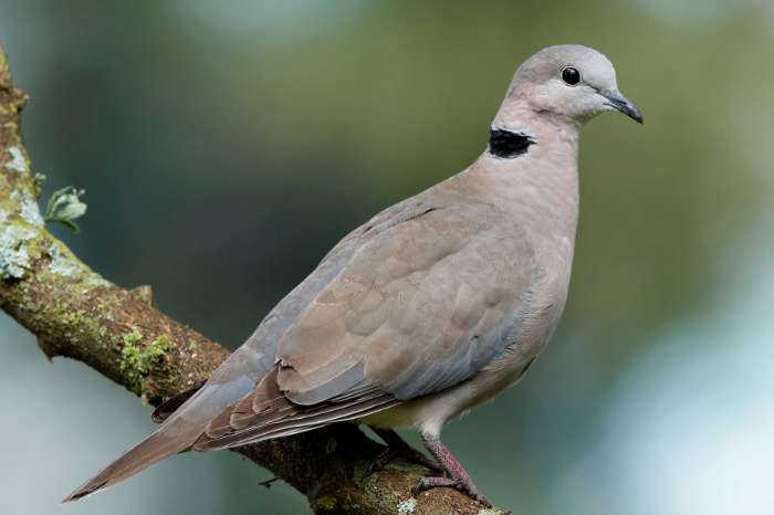 recherche tourterelle du cap ( streptopelia capicola)