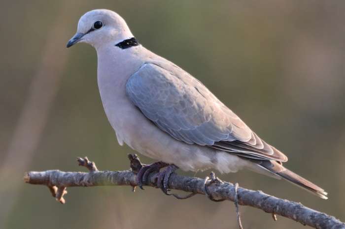 recherche tourterelle du cap ( streptopelia capicola)