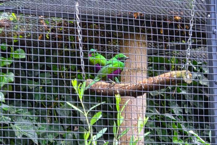 koppel emerald spreeuwen