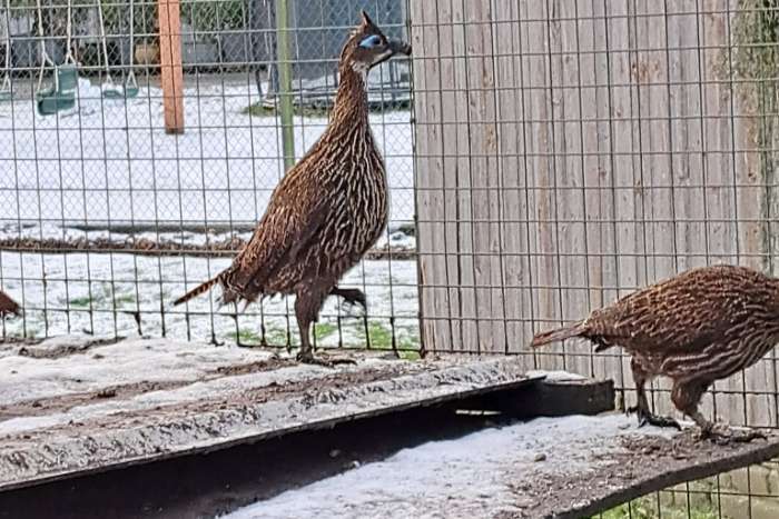 himalaya glansfazanten broed 2026