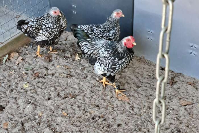 wyandotte kriel zilver zwart gezoomd