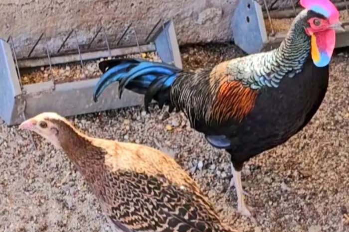 gallus varius
