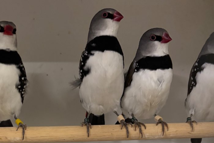mooie grote diamantvinken