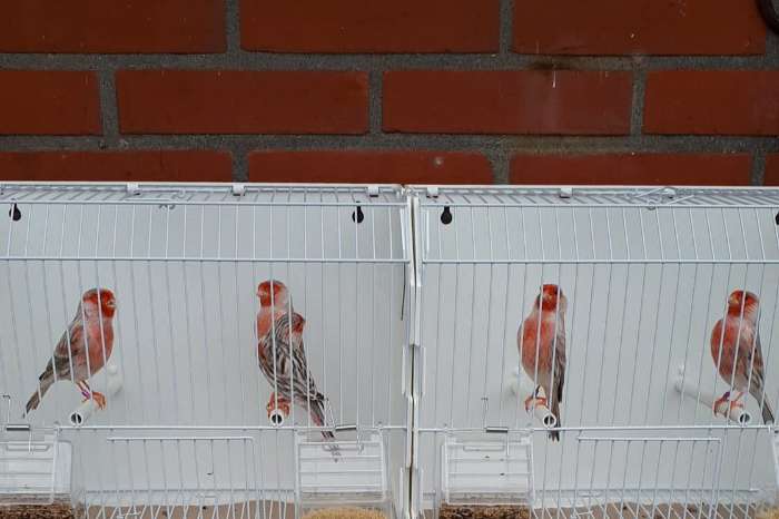 agaat topaas rood mozaïek