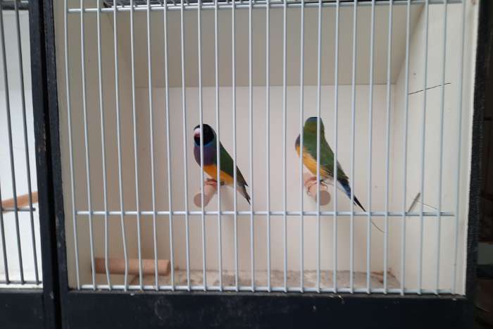 gouldamadines
