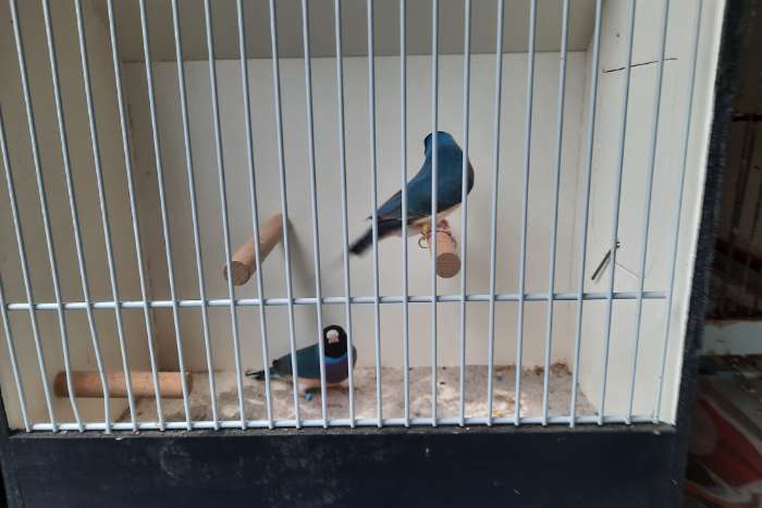 gouldamadines