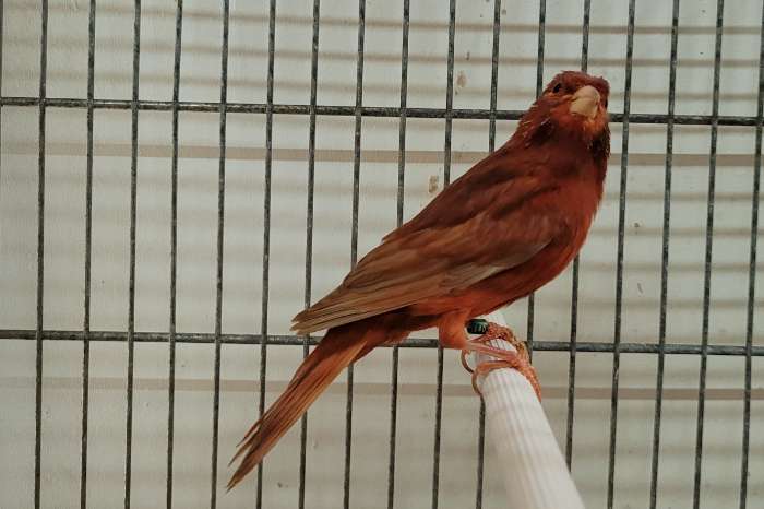 bruinpastel rood mozaïek en bruinpast rood intensief