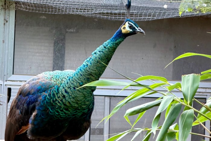 emerald pfauen, weiße tennebrosus