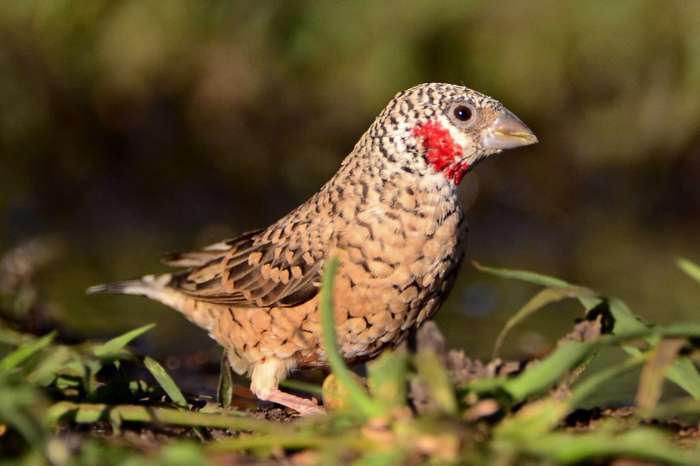 jonge wildkleur bandvinken 2026