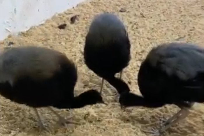 trompetter birds