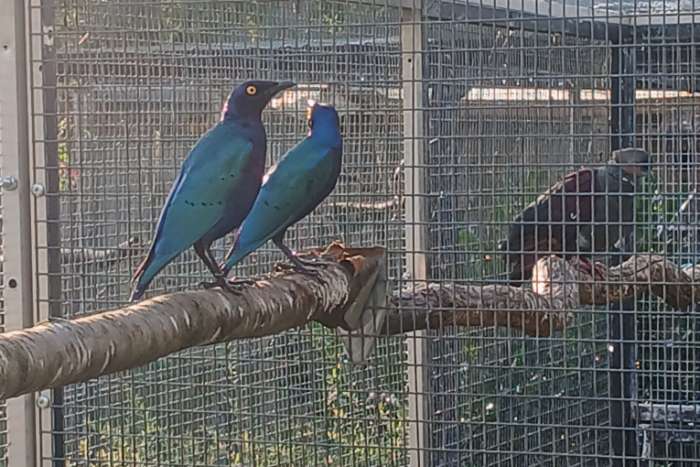 purple glansspreeuwen koppel