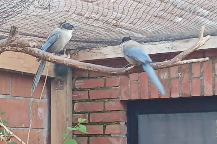 blauwe eksters koppel