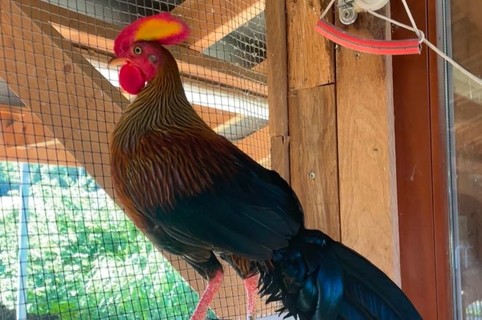 gallus lafayetii