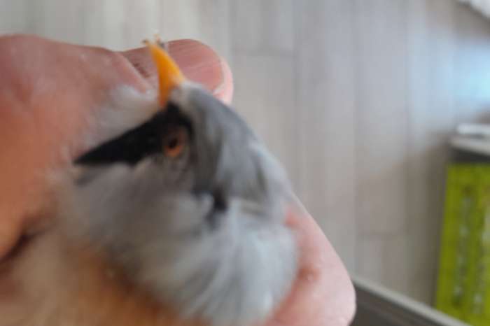baardmannetjes