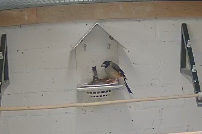 chinese appelvink pop