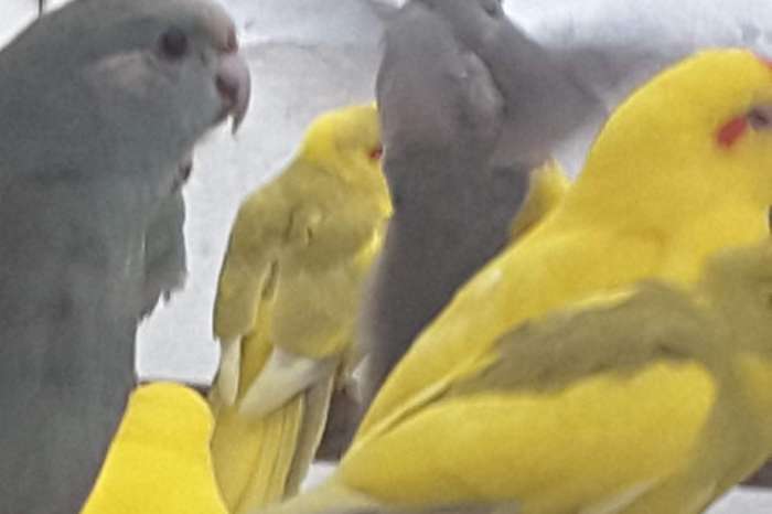 kakariki