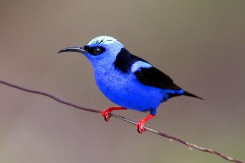 2-2 roodpoot honingzuiger (cyanerpes cyaneus)