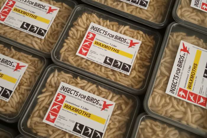 frozen insects / diepvries insecten promopacks !!!