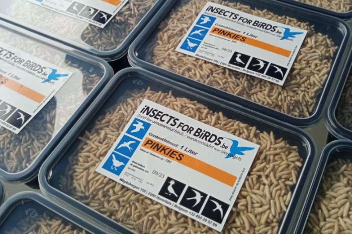 diepvries insecten pre-order ruilbeurs aviornis geel