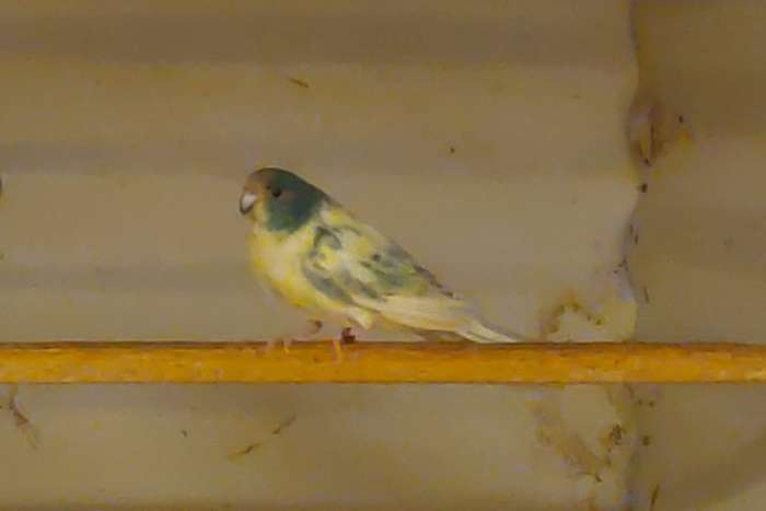 pennant.kakariki