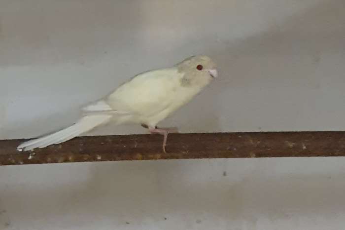 pennant.kakariki