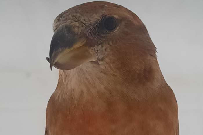 grote kruisbekken
