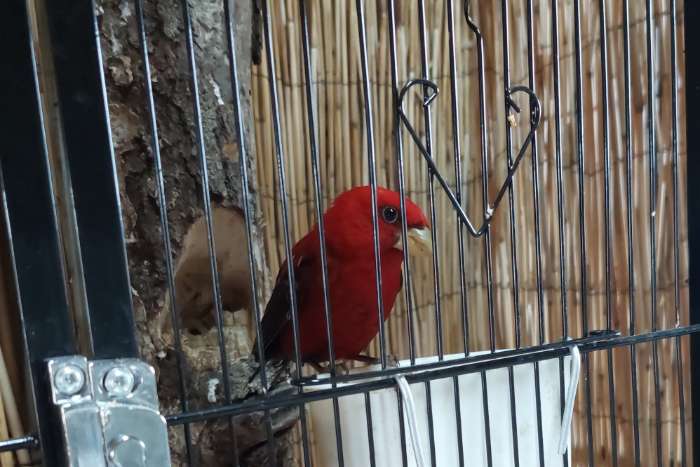 carpodacus sipahi, haematospiza sipahi