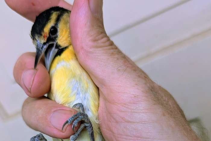 icterus bullockii
