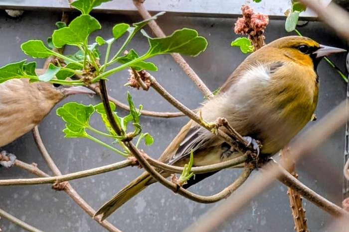 icterus bullockii