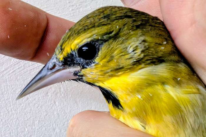 icterus bullockii