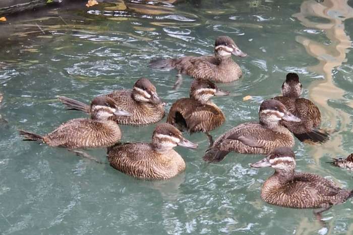 argentinische ruderente (oxyura vittata) zu verkaufen