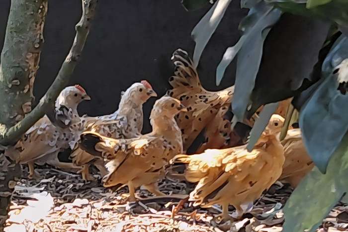 chabo kriel / japanse kriel porselein kleur