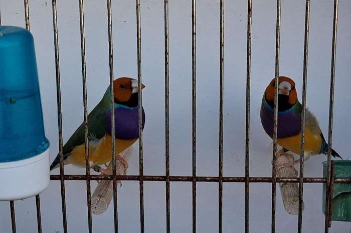 gouldamadines